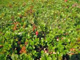 Arctostaphylos uva-ursi