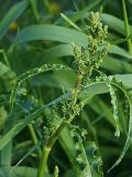 Rumex crispus