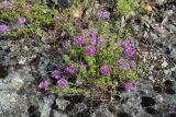 Thymus zheguliensis. Цветущее растение. Самарская обл., Волжский р-н, Жигулёвские горы, Ширяевский овраг. 18.07.2006.