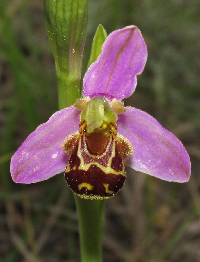 Изображение особи Ophrys apifera.