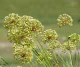 Allium eriocoleum