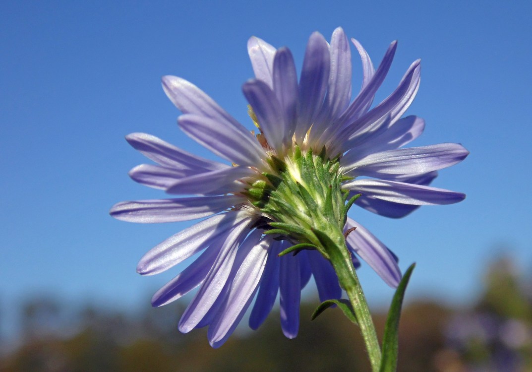 Изображение особи Symphyotrichum &times; versicolor.