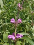 Phlomis pungens