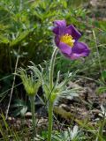 Pulsatilla patens. Цветущее растение (повторное цветение). Восточный Казахстан, Глубоковский р-н. 31.07.2009.