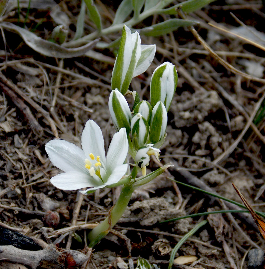 Изображение особи Ornithogalum navaschinii.