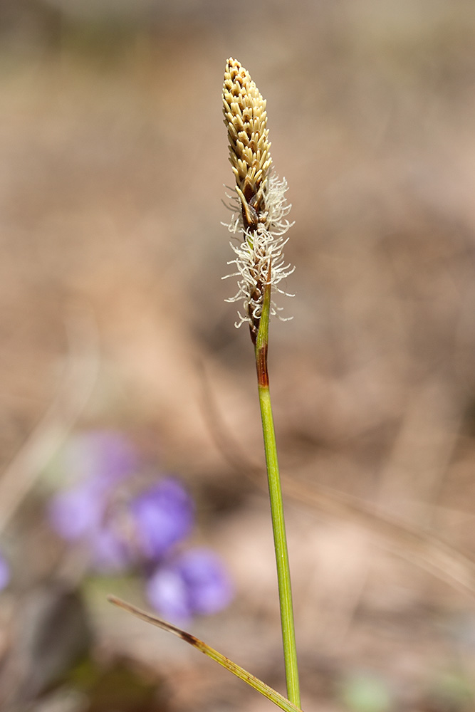 Изображение особи Carex ericetorum.