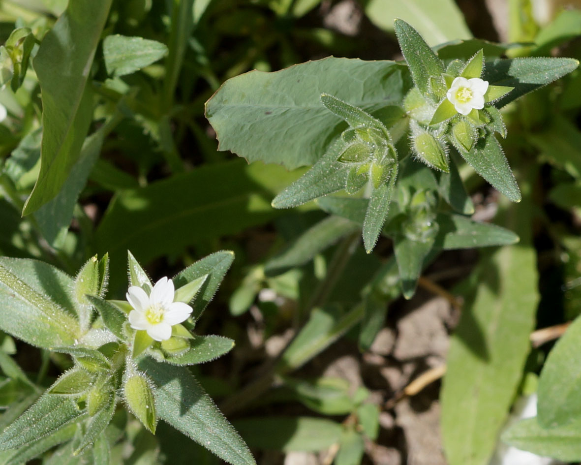 Изображение особи Cerastium dichotomum.