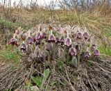 Pulsatilla ucrainica. Цветущие растения в песчаной степи. Украина, Донецкая обл., Константиновский р-н, РЛП \"Клебан-Бык\". 04.04.2010.