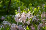 Rhododendron vaseyi