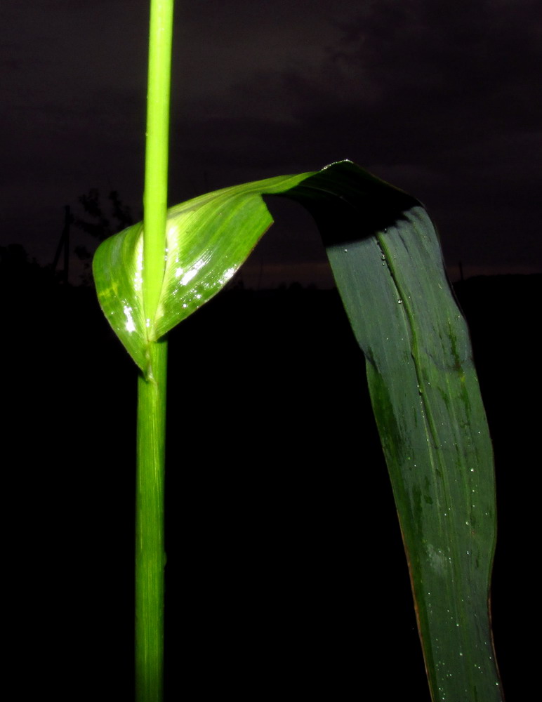 Изображение особи Echinochloa occidentalis.