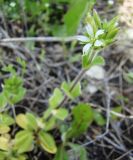 Cerastium glomeratum