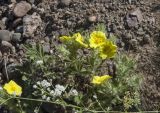 Potentilla callieri