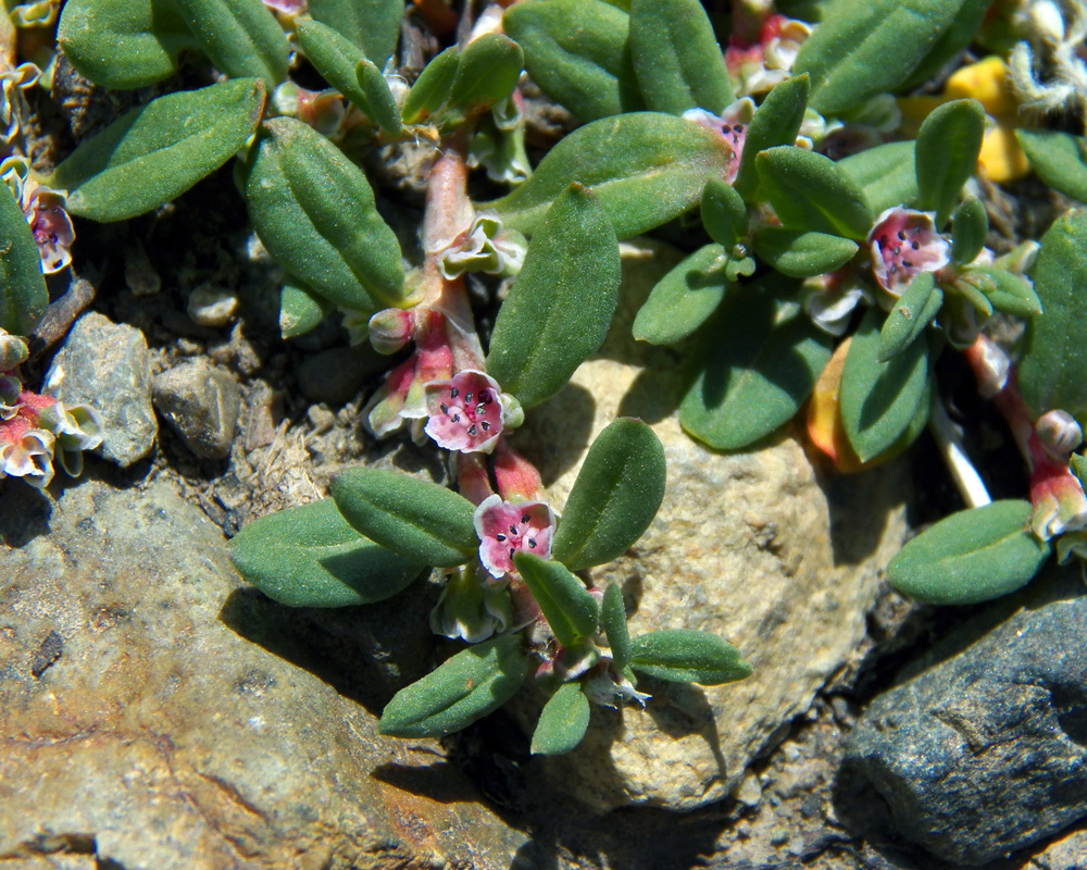 Изображение особи Polygonum cognatum.