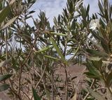 Nerium oleander. Ветви растения с плодами. Кипр, г. Айа-Напа, охраняемая природная зона Agías Théklas. 30 сентября 2018 г.
