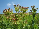 Euphorbia lamprocarpa. Верхушка плодоносящего растения в популяции. Южный Казахстан, Сырдарьинский Каратау, горы Улькунбурултау, ≈ 700 м н.у.м., у солоноватого родника Карабастау. 28 июня 2018 г.