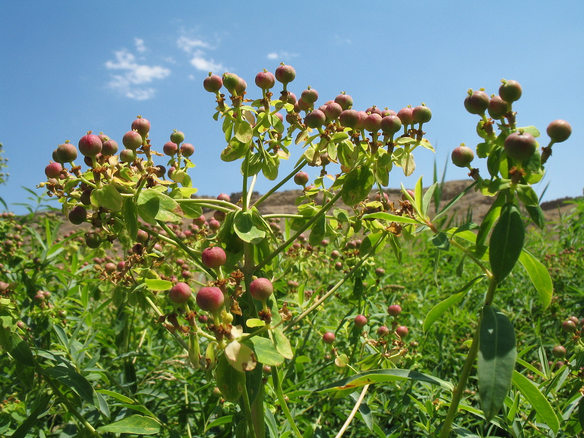 Image of Euphorbia lamprocarpa specimen.