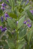 Vicia unijuga