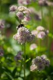 Astrantia major. Соцветие со шмелем. Кировская обл., г. Киров, Ботанический сад Вятского государственного университета, в культуре. 29.06.2018.