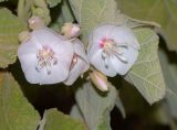 Dombeya burgessiae