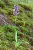 Orchis militaris. Цветущее растение (высота - 27 см, длина соцветия - 7 см). Чувашская респ., Мариинско-Посадский р-н, окр. дер. Демешкино, правый берег р. Волга, мшистый карбонатный склон С экспозиции. 10 июня 2020 г.