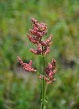 род Rumex