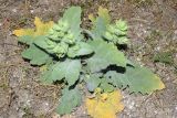 Phlomoides labiosa