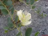 Capparis herbacea