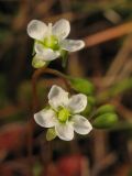 Drosera rotundifolia. Цветки. Нидерланды, провинция Drenthe, национальный парк Drentsche Aa, заказник Gasterse Duinen, на краю сфагнового болота. 27 июля 2008 г.