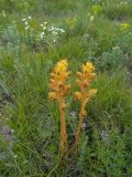 Orobanche alba ssp. xanthostigma