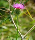 Carduus acanthoides. Соцветие. Московская обл., Серебрянопрудский р-н, луг на склоне террасы р. Кудесна. 16.09.2011.