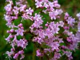 Valeriana alternifolia. Цветки. Республика Саха (Якутия), Томпонский р-н, окрестности села Кескил. 11.07.2012.