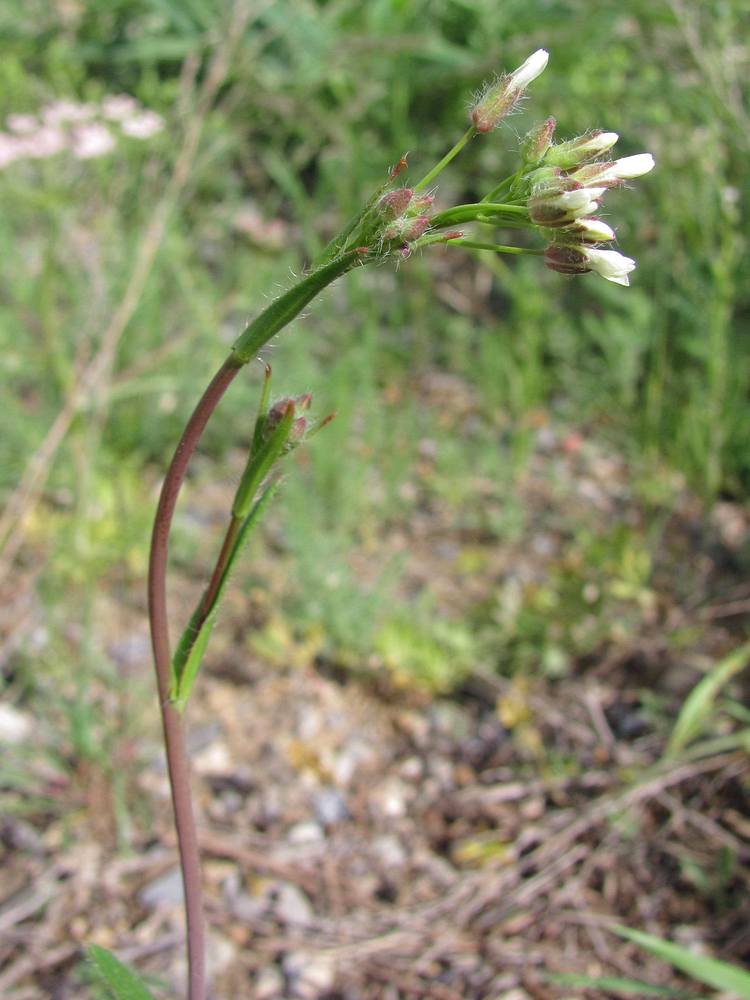 Изображение особи Camelina rumelica.