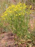 Senecio grandidentatus