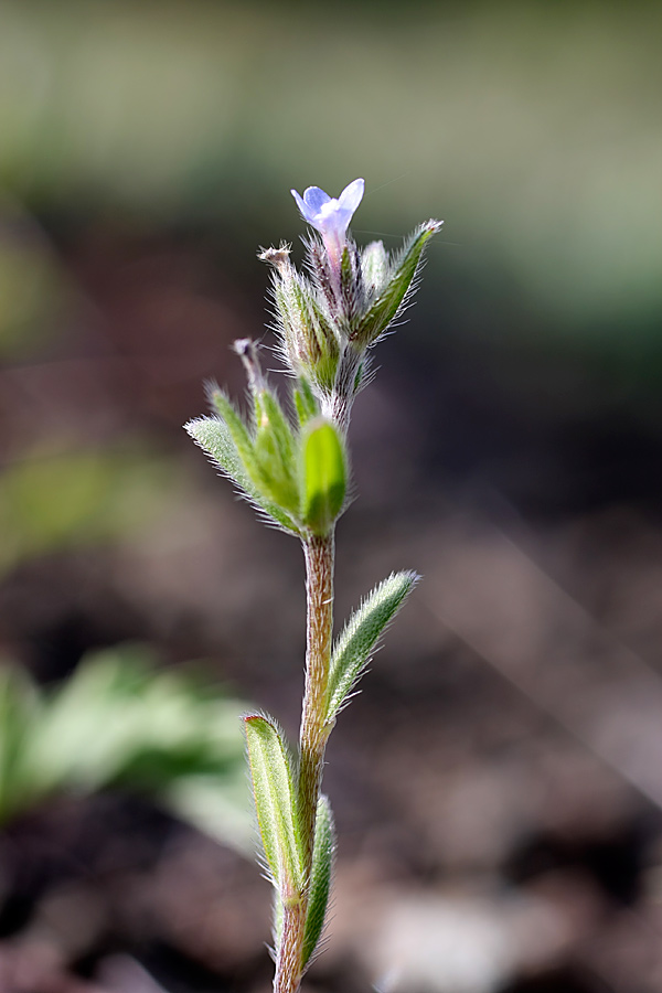 Изображение особи Buglossoides arvensis.