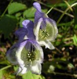 Aconitum stoloniferum. Соцветие. Приморский край, Спасский р-н, окр. с. Хвалынка, дубняк с лещиной разнолистной. 12.09.2013.