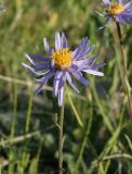 Aster serpentimontanus