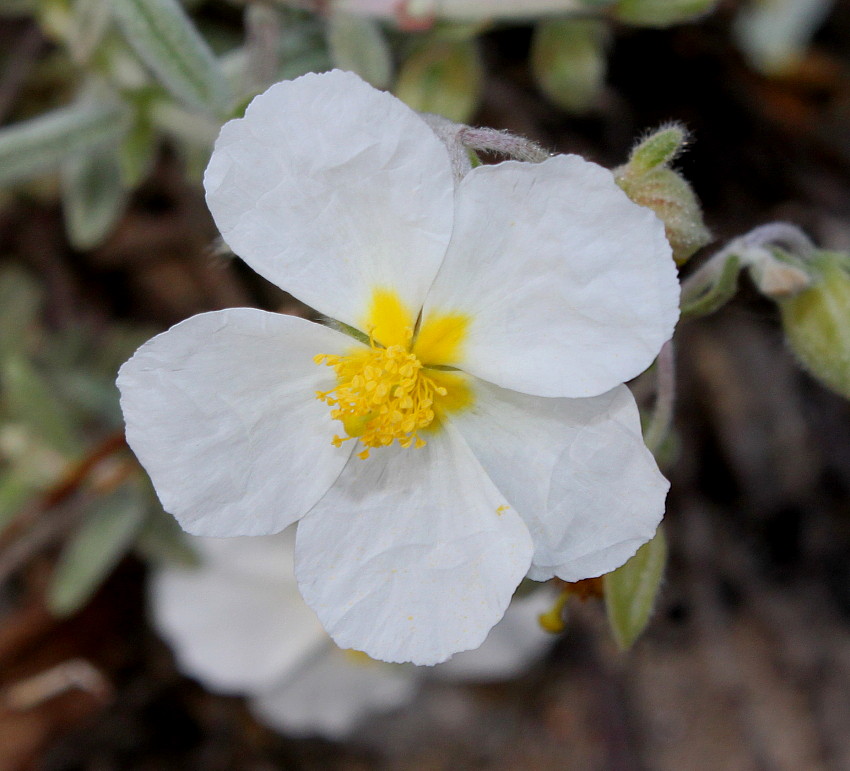 Image of Helianthemum apenninum specimen.