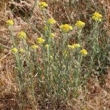 Helichrysum arenarium. Цветущие растения. Ростовская обл., Неклиновский р-н, Лакедемоновское с/п, Беглицкая коса. 14.06.2014.