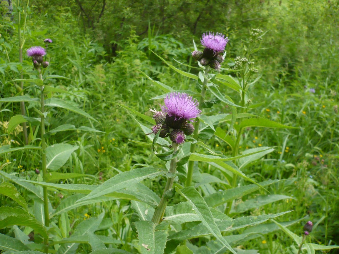 Изображение особи Cirsium helenioides.