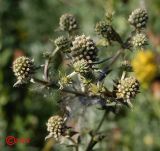 Eryngium planum