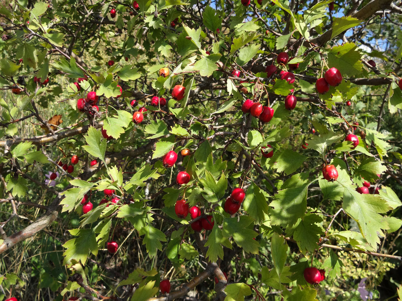 Image of Crataegus ucrainica specimen.