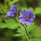 Geranium bohemicum