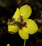 Epimedium colchicum