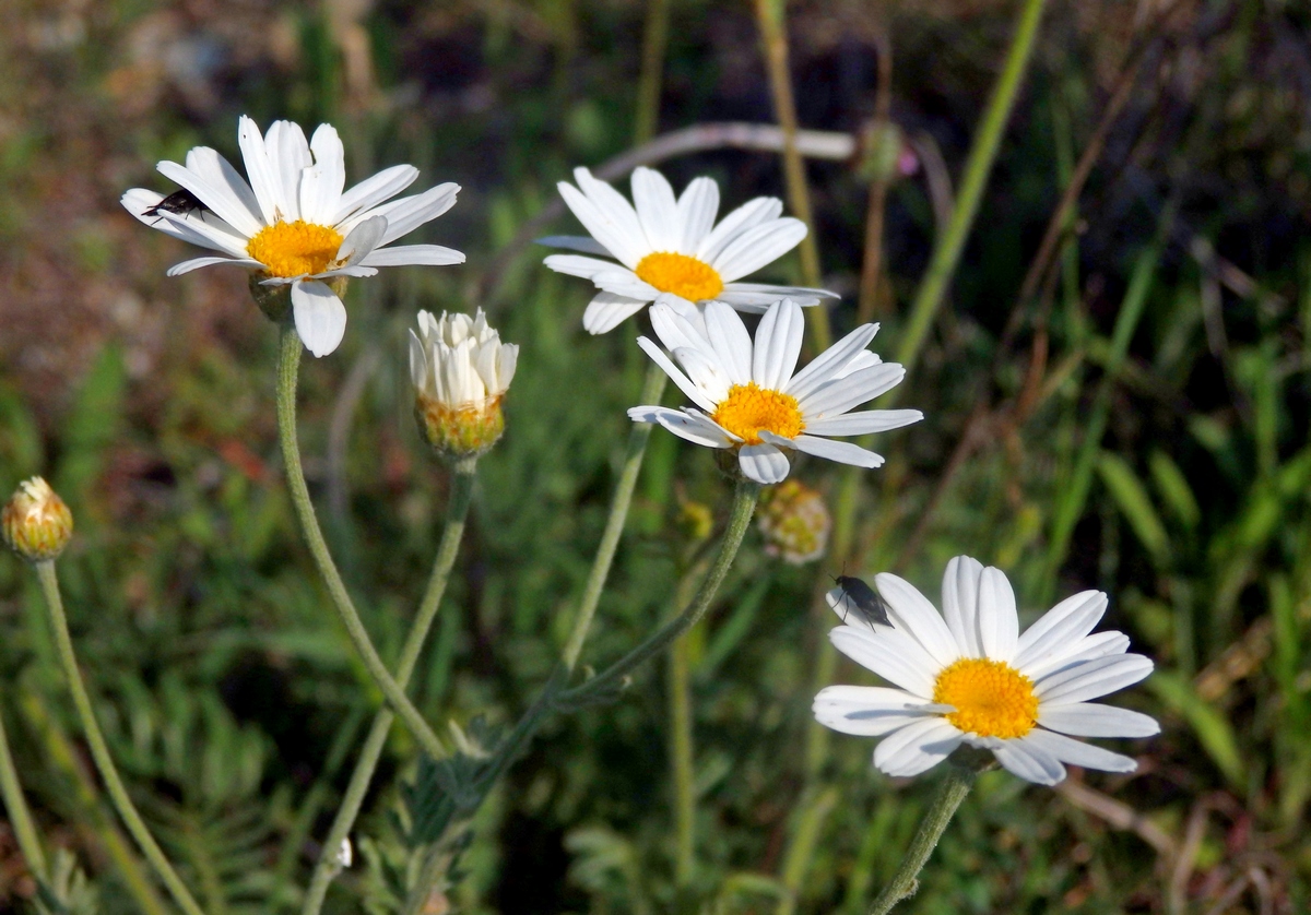 Изображение особи род Anthemis.