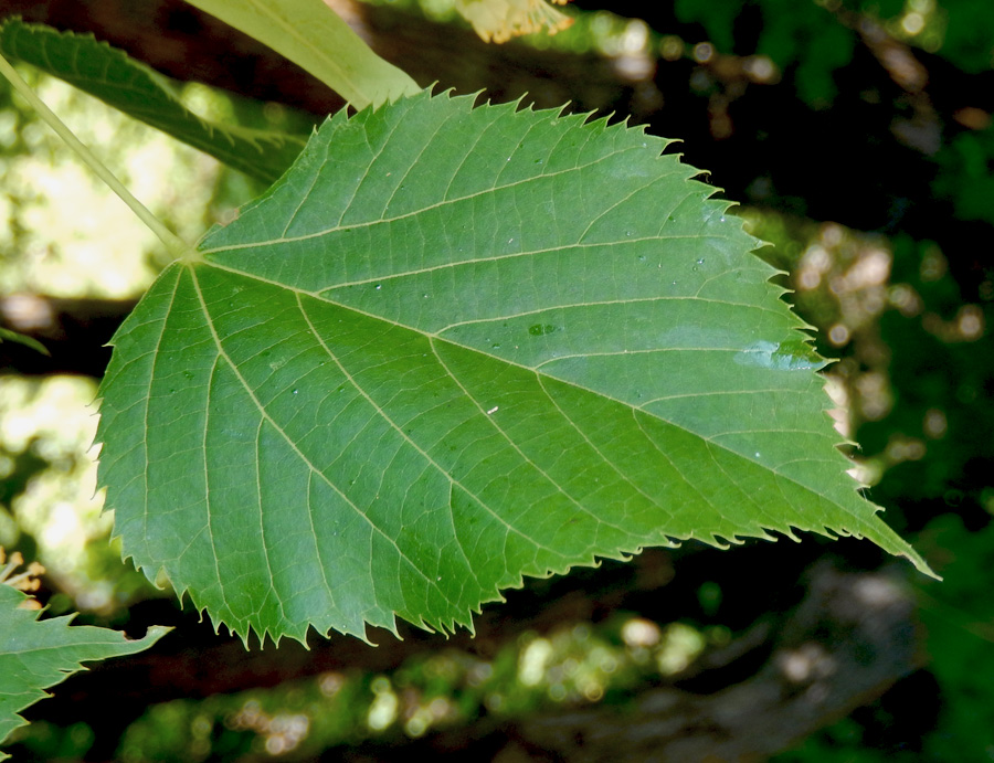 Изображение особи Tilia begoniifolia.