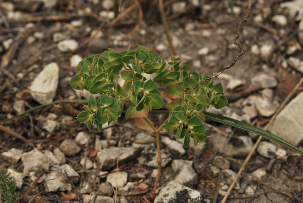 Изображение особи Euphorbia falcata.