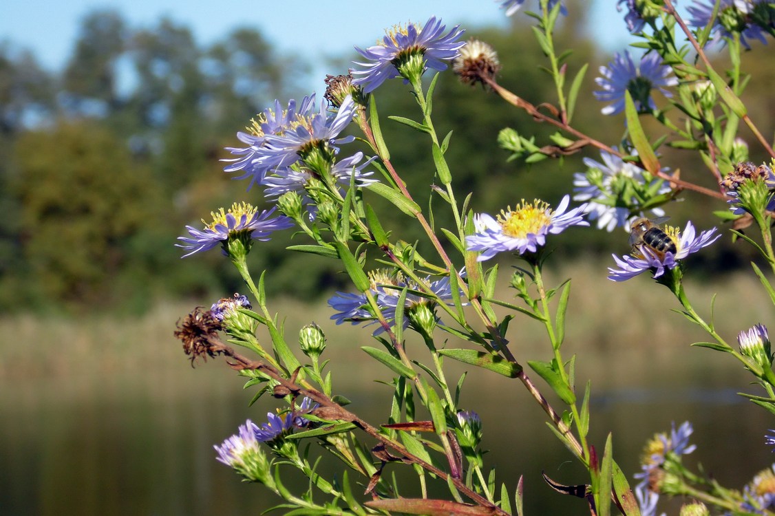 Изображение особи Symphyotrichum &times; versicolor.