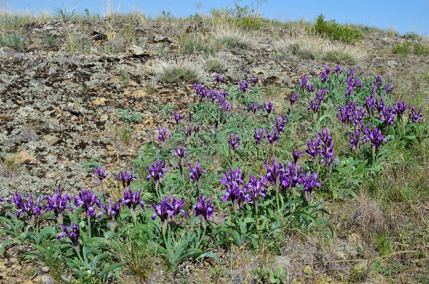 Изображение особи Iris glaucescens.