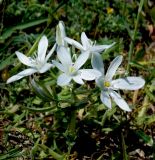 Ornithogalum navaschinii