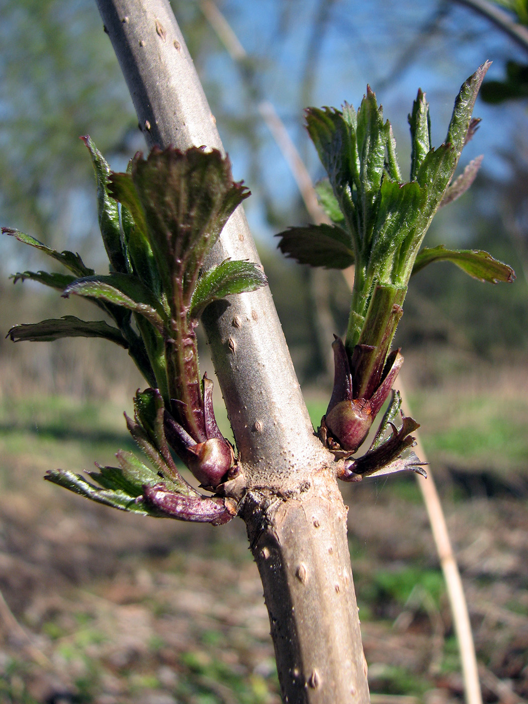 Изображение особи Sambucus nigra.